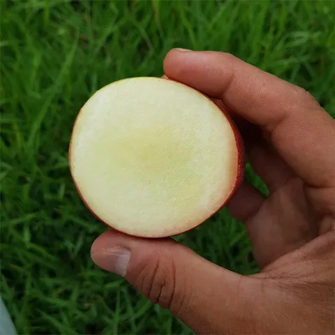 산지직송 일년,15일만판매 신비복숭아 1.5kg (21과내외/중소과)