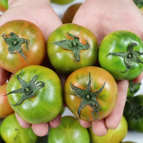 부산 대저토마토 로얄 2.5kg