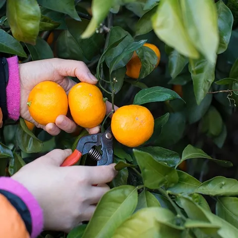 강제후숙NO 제주감귤 4.5kg(중과/m-L)