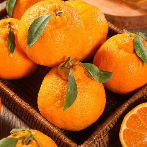 달콤한 제주 한라봉 실중량 2.5kg 중소과