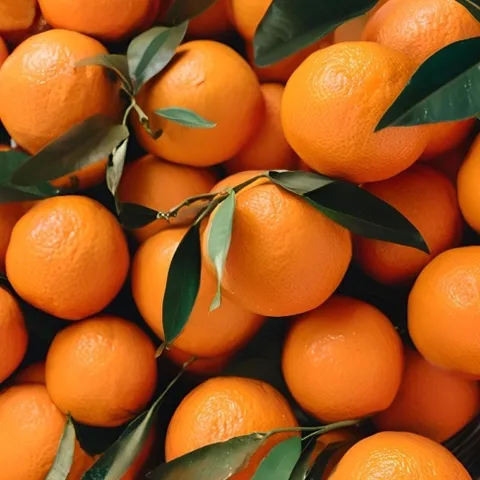 썬키스트 고당도 오렌지 중소과(160g내외)15과 2.3kg내외.