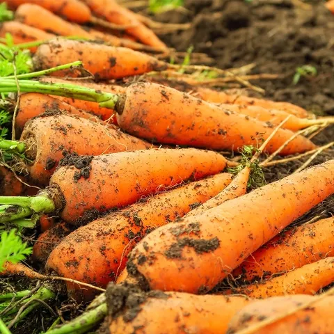 국내산 햇 흙당근 특품 상 2kg