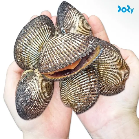 [맛도리] 당일채취 후 발송 남해안 별미 피꼬막 3kg (60미 내외)