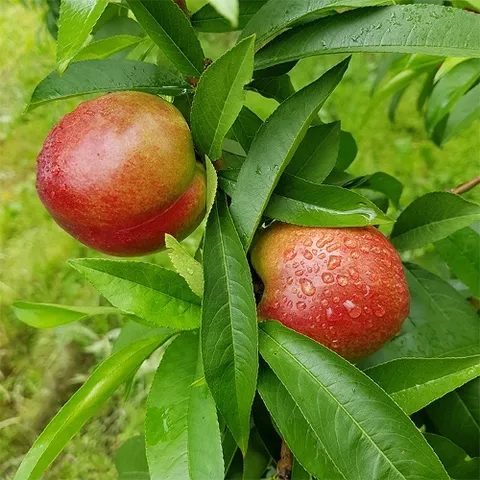 산지직송 일년,15일만판매 신선복숭아 1.5kg/소과(23과내외)