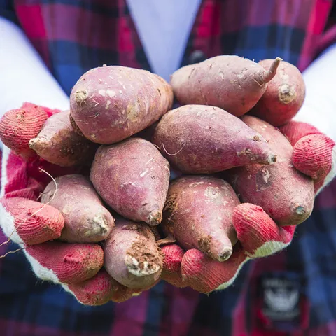 살살녹는 해남 꿀고구마 5kg 한입