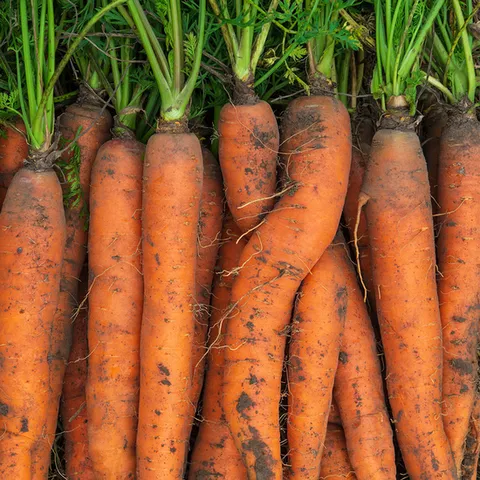 국내산 노지 흙당근 중 사이즈 2kg