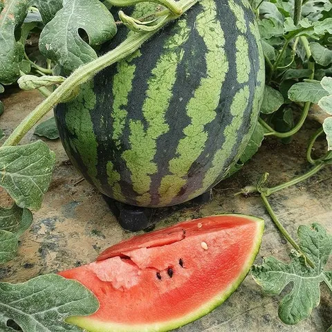 고령 함안 꿀 수박 5kg 가을수박 고창수박 고령 수박 한통 함안수박 맛있는수박 고당도수박