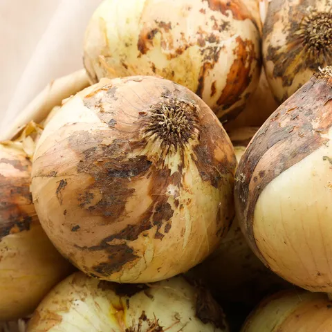 [팔도농장] 달큰한 식자재용 무안 햇 양파(특) 20kg