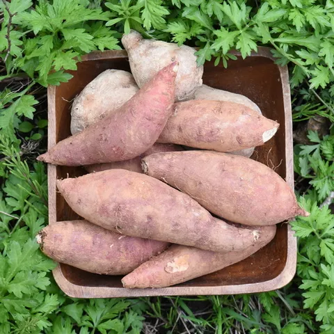 [생산자직송] 해남 햇 꿀고구마 (왕특/대)5kg