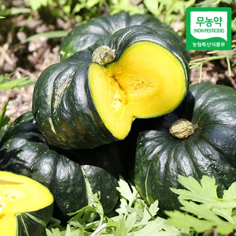 [산지직송] 함평 정대성님의 무농약 햇 미니단호박(밤호박) 1kg