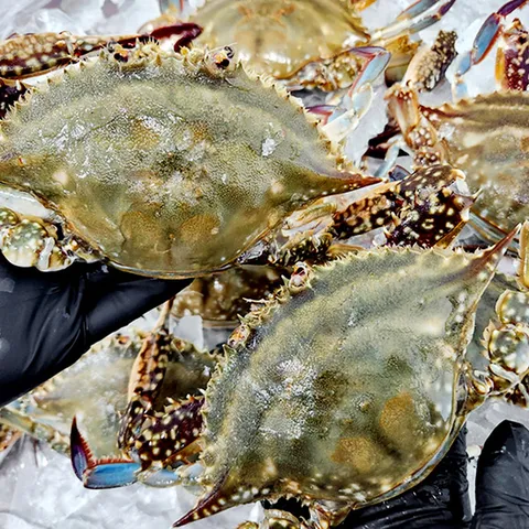 급냉 암꽃게 1kg