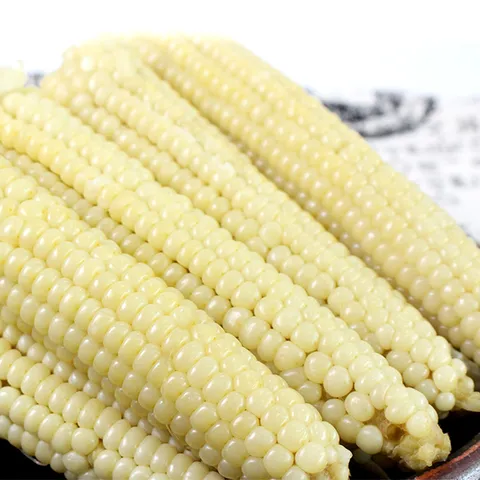 [생산자직송] 무주 대학찰옥수수 12개(4팩)