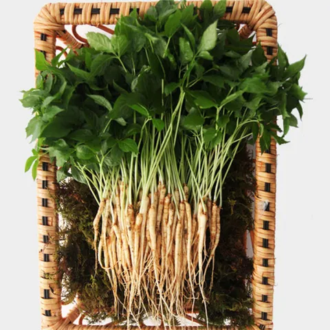 새싹삼 선물세트 대 70뿌리(25cm이상)+보자기포장 [FD]