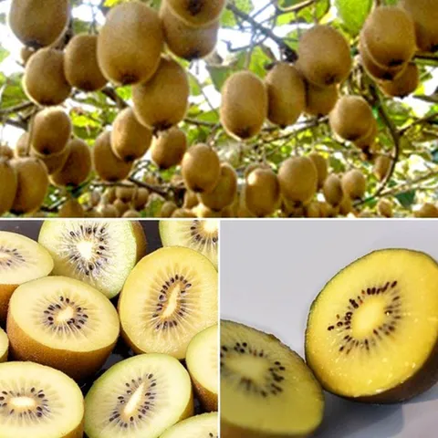 [자사특가][밋앤밀] 보성 25년 햇수확 골드키위 2kg(23-25과) / 중(82g-91g)