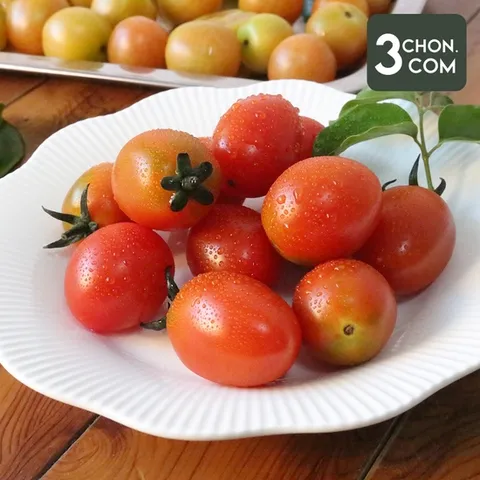 [삼촌밥먹자] 꿀맛가득 스테비아 샤인마토 1kg