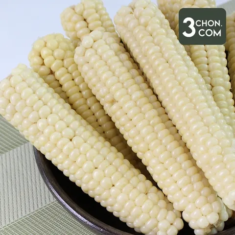 [삼촌밥먹자] 쫀득함 그대로 살아있는 괴산 급냉 대학 찰 옥수수(중) 21개