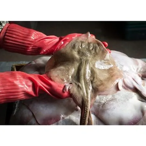 연안 급냉 간재미 1kg 1~3미 내외! (중량 랜덤), 1세트