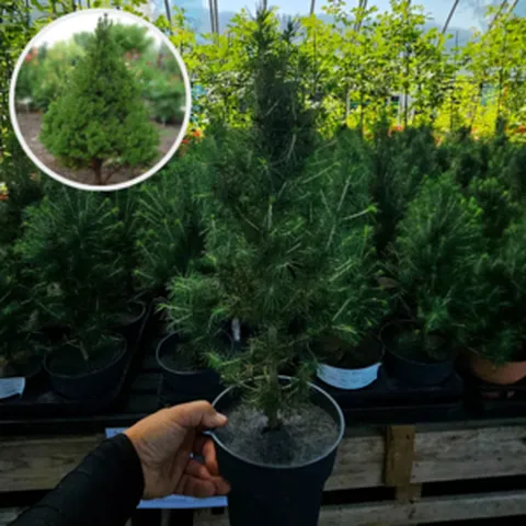 세종원예농원 (1+1행사) 코니카가문비 4년 5치화분 글라우카가문비 크리스마스트리