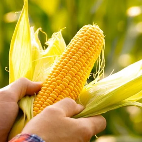 [1등급 옥수수] 천상의단맛 천연당 프리미엄 초당옥수수, 1개, 중품 (10cm내외) x 5개