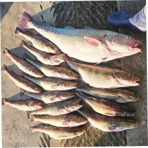 금성호 직접조업 강원도 국산 생물대구 손질대구 1미 특대 대 생 국내산 대구, 1개, (실속)급랭손질대구 2-3미 순살 1kg