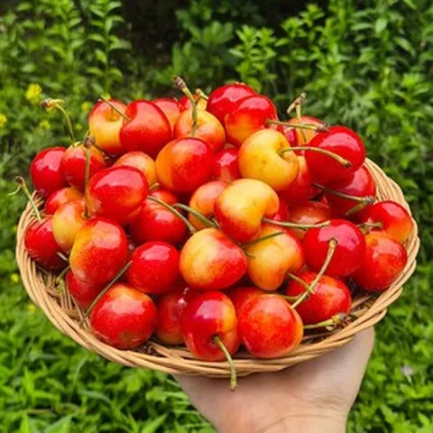 [20brix 이상 초고당도] 보석같은 미국 레이니어 체리!, 레이니어체리 대과 400g, 1개