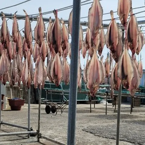 감포 울산 반건조 가자미 물가자미 미주구리 참가자미 조림 구이 10미 15미 20미, 3. 26cm-28cm (15미), 1개