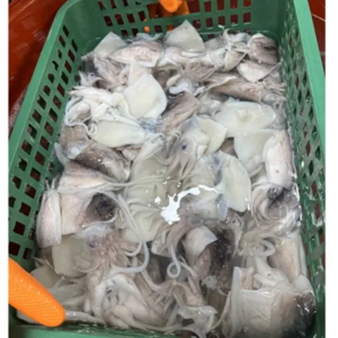 군산 미니 갑오징어 1kg (20미내외) 손질세척급냉, 1개
