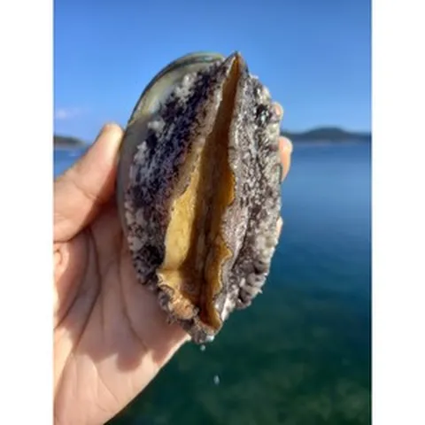 [싱싱 산소포장] 완도 전복 직거래 특대 (10미 11미 12미), 1개, 500g