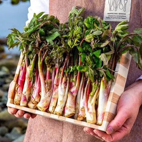 해풍을 맞고 자란 남해 땅두릅 1kg 봄나물의 제왕, 두릅 1kg(최상품), 1개