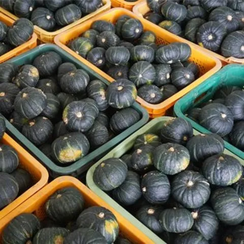 제주도 미니밤호박 보우짱 단호박 농장직거래, 1개, 로얄과 3kg (6~12과)