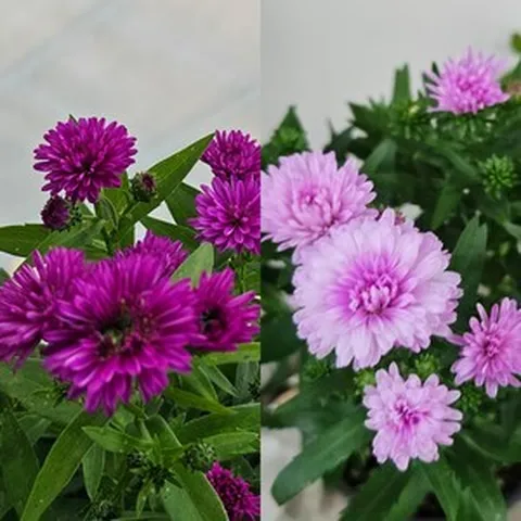 아스타 분홍+자주 2+2노지월동 가을국화