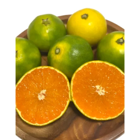 협재과일 제주 고당도 하우스 유라실생 감귤 그린향 3kg 5kg 10kg, 1박스, 유라실생 3kg(실중량2.5kg)