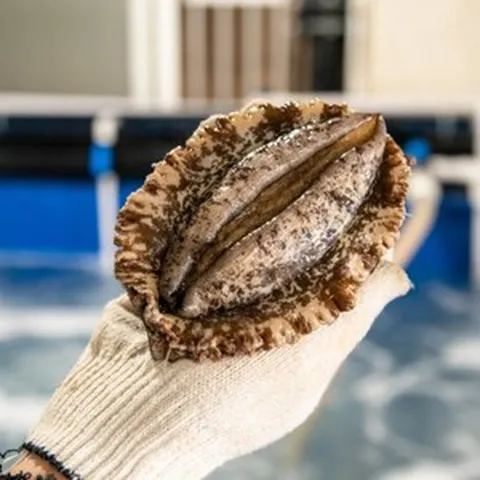 프리미엄 활 전복 세트, 1세트, 특대 선물세트 3호 (1kg 총 10~11미)부직포포장