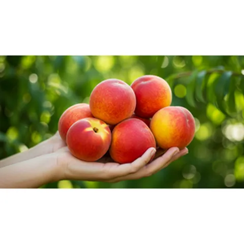 [입소문특가] 예약판매 신비복숭아 중대과 1kg~4kg 선물 혼합용 추천, 1개, 신비복숭아 1kg 10과