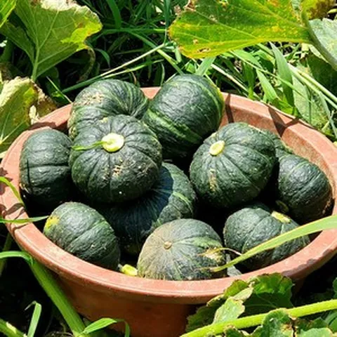 제주 미니 단호박 보우짱 특품 1kg - 4.5kg 개당 300-700g 최상품, 1개, 미니 밤호박 1kg(소과/3~5과내외)