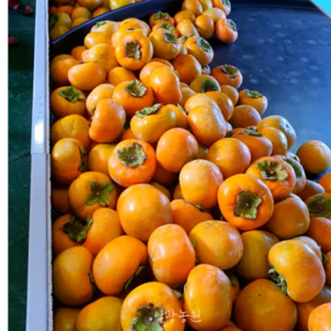 [특가판매][산지직송]30년 단감장인 당도보장 당일수확 창원북면단감 부유 5kg/10kg, 1박스, 5kg(중과)