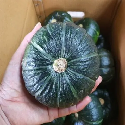 달콤하고 부드러운 맛 산지직송 국내산 햇밤단호박 미니밤호박, 1박스, 4kg