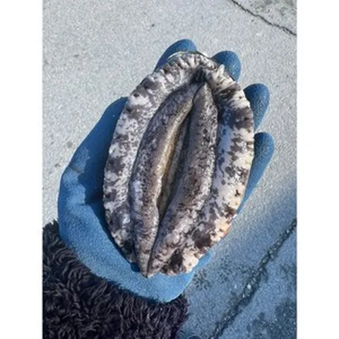 완도참전복 8~9미(1kg)1.5kg*1개 특대산지직송 전복솔증정 더드림전복 노화 보길도 원조마을 오후2시 주문까지 산소포장 산지직송 선물용, 1개