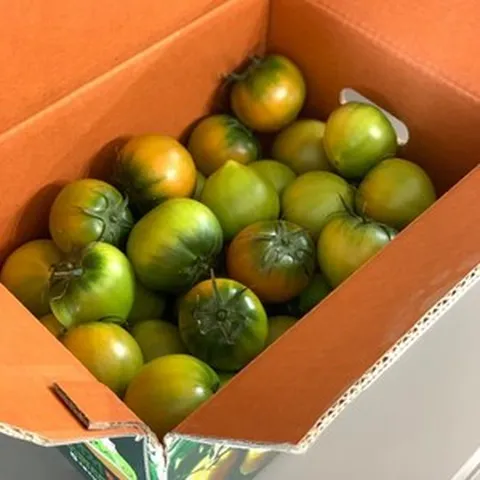 단짠단짠 부산 농협 대저 토마토 특품, 1박스, (대저 토마토 M) 1kg