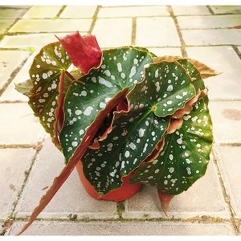 목베고니아 8종 팅클리말렛 로즈샴 톰멘토 루바게이 스노우캡 바바라로즈 자니타주엘 크리스티, 1개