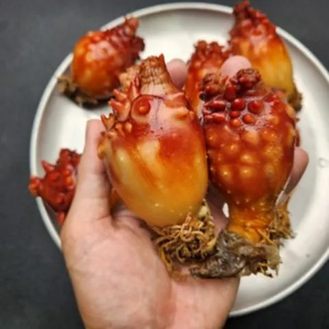 인천창고 - 연안 멍게 1kg 싱싱바리 멍게를 직접!, 단품, 단품