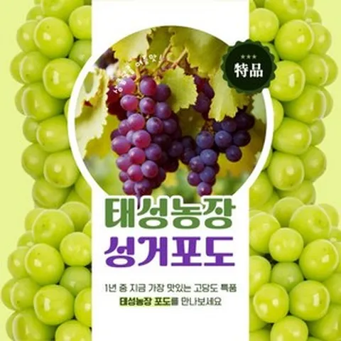홍주씨들리스 아삭한 명품포도 명절선물 농장직영 [원산지:국산(충청남도 천안시 서북구)], 1박스, 2kg