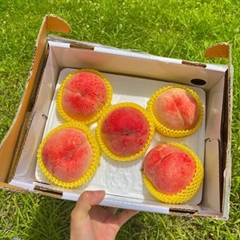 백도 황도 부드러운 과즙 프리미엄 복숭아 납작복숭아, 1개, 황도 1.5kg(4-7과)