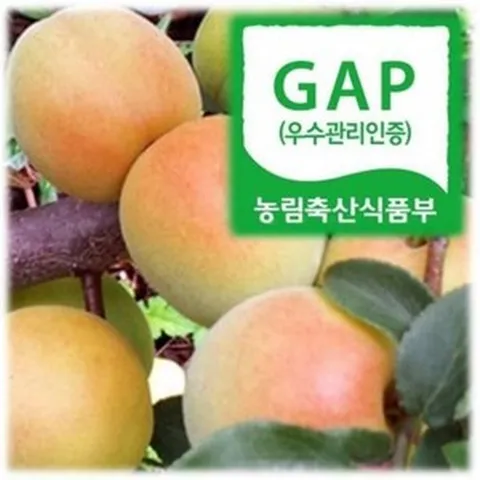 [하동참다래매실농원] 청매실.황(홍)매실, 홍매실5kg대(3번), 1개