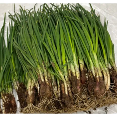 [원산지:국산] 흙쪽파 맛있는 싱싱한 쪽파 김장쪽파, 1박스, 2kg