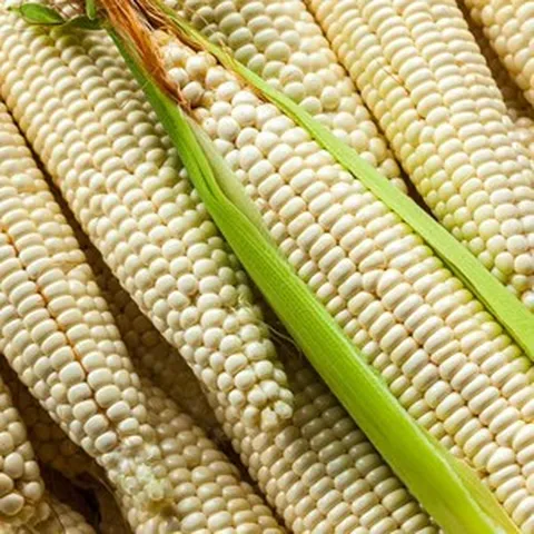 충북 괴산 대학 찰옥수수 특품 20개, 단품없음