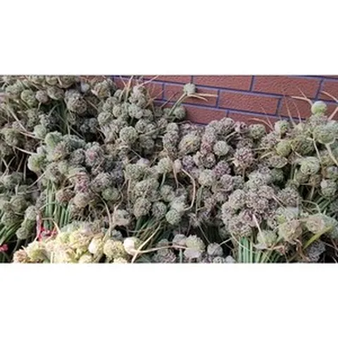 2024 홍산마늘종자(1대종/ 단구/ 주아), 1대종 하 1kg, 1개