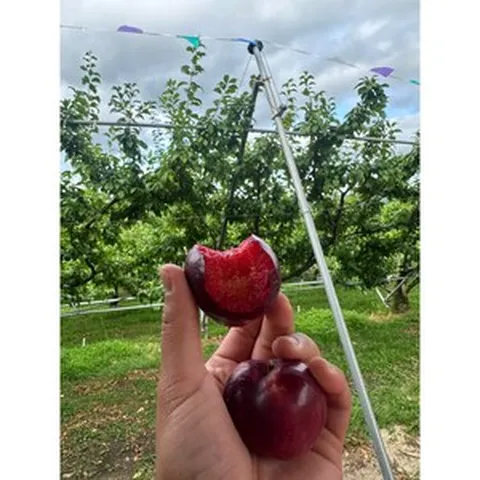 [프리미엄 루비등급] 20brix 나디아 체리자두, 중과/대과, 1박스, 3kg