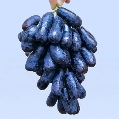 [당도 보장]블랙사파이어 포도 씨없는 가지포도 20Brix, 1박스, 2.4kg
