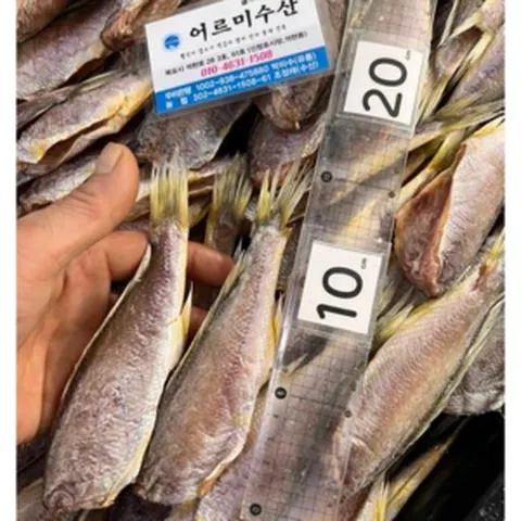 반건조 두절 조기 11~13미 목포 참조기 특대 대 중 소 파조기 선물세트 가정용 조기 구이 매운탕, 대 500g 진공포장 1팩 (11~13마리), 1개